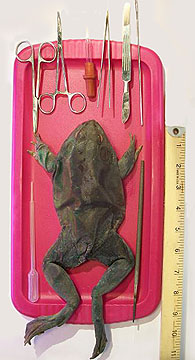 bullfrog size comparison