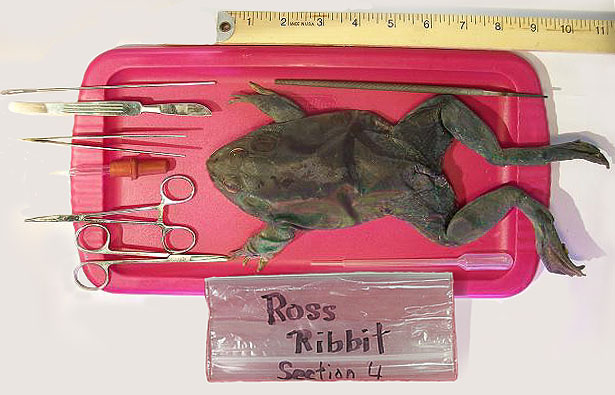 preparation materials for frog dissection